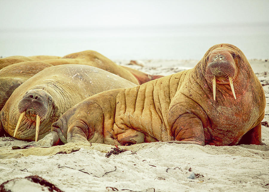 Walrus On A Beach Photograph by Joseph S Giacalone | Fine Art America