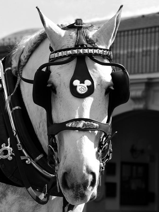 Walt Disney World horse #2 Photograph by David Lee Thompson