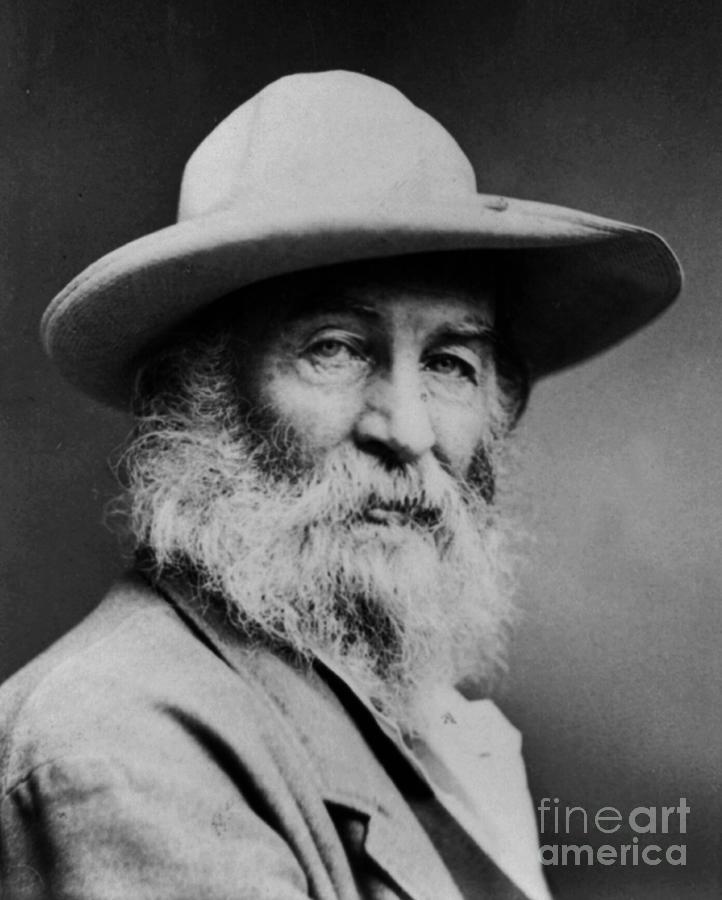 Walt Whitman american poet and humanist Photograph by American School