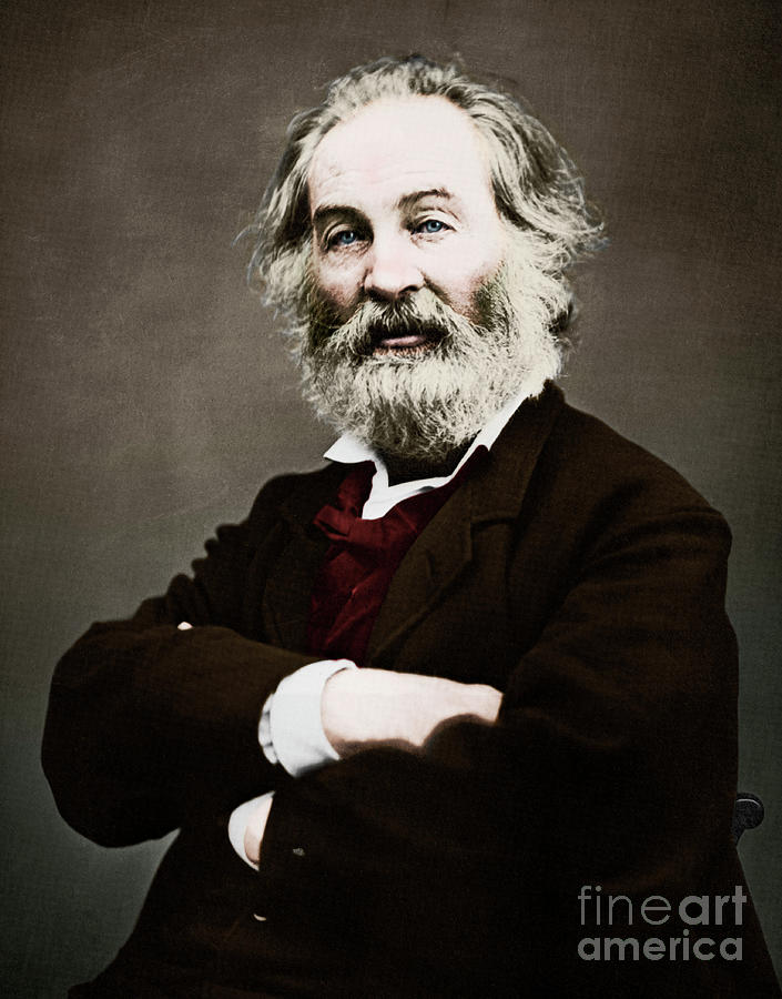 Walt Whitman portrait, American poet and humanist Photograph by American School