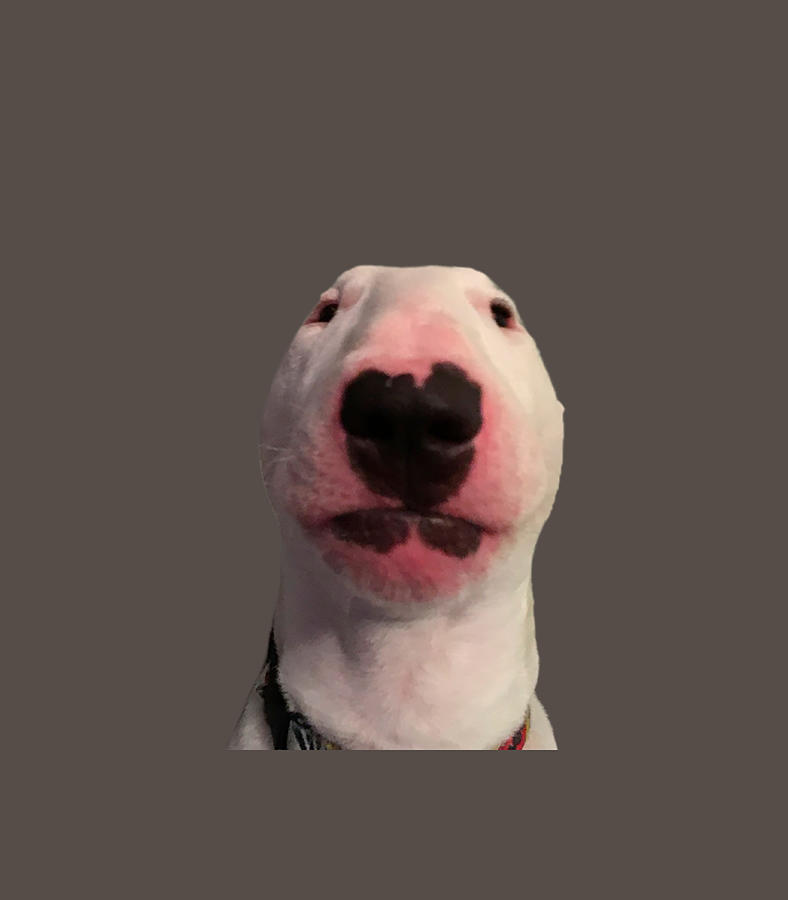 Walter dog Meme Digital Art by Glenn Tilia