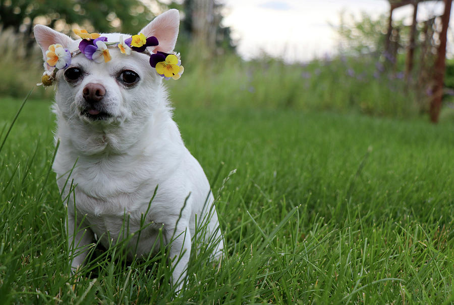 Walter Flower Child Photograph by April Stevenson - Fine Art America