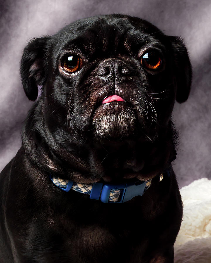 Walter the Pug Photograph by Rob Green