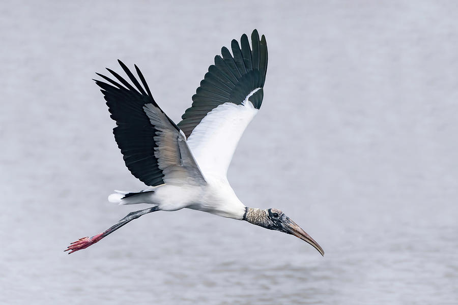 Walter the Wood Stork Flying Home Photograph by Angie Mossburg