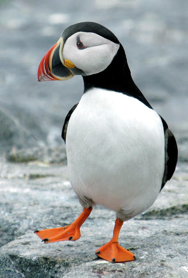 Waltzing Puffin Photograph by Gordon Ripley