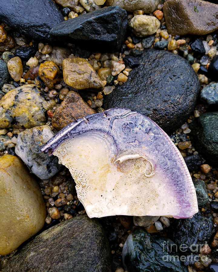 Wampum Shell Photograph by CJ's Art Fine Art America