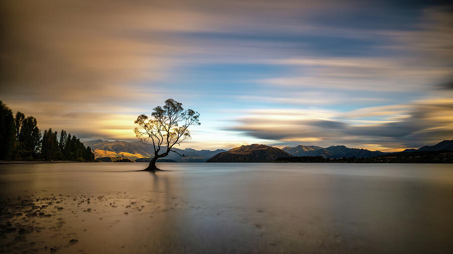 Lake Photograph - Wanaka Tree #1 by Jan Fijolek