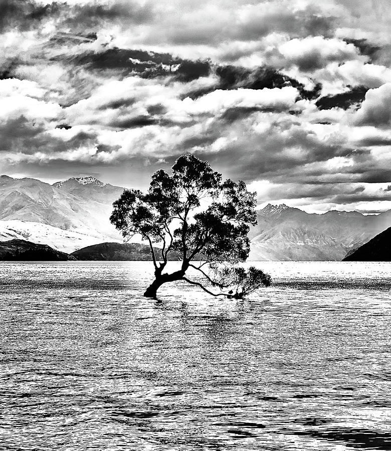 Wanaka Tree Photograph by Maz Ghani