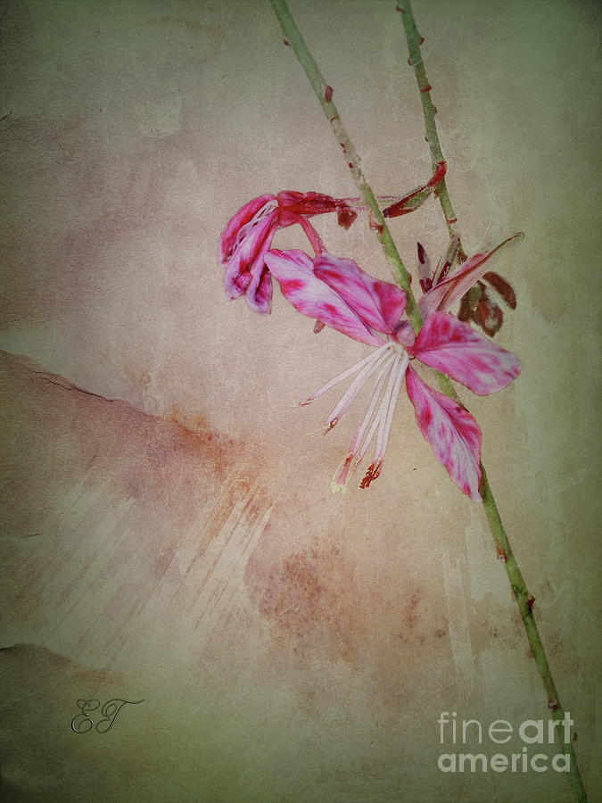 Wand Flower Photograph by Elaine Teague