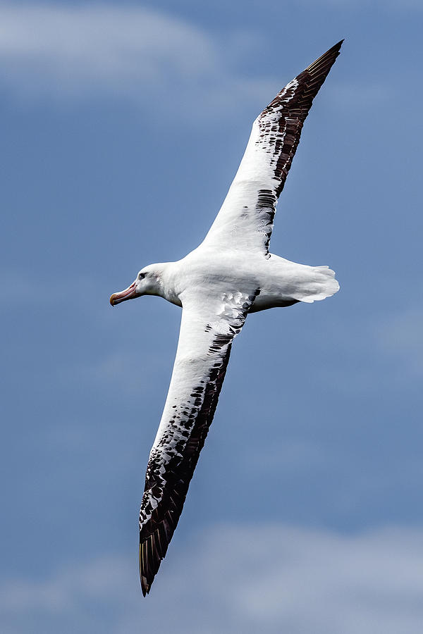 wandering albatross pics