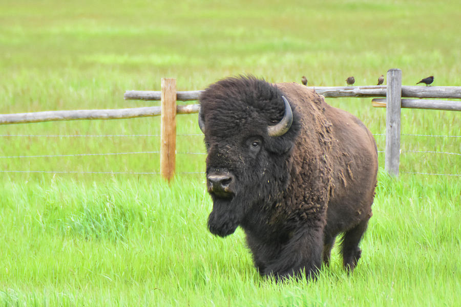 Wandering Bison Photograph by Ed Stokes