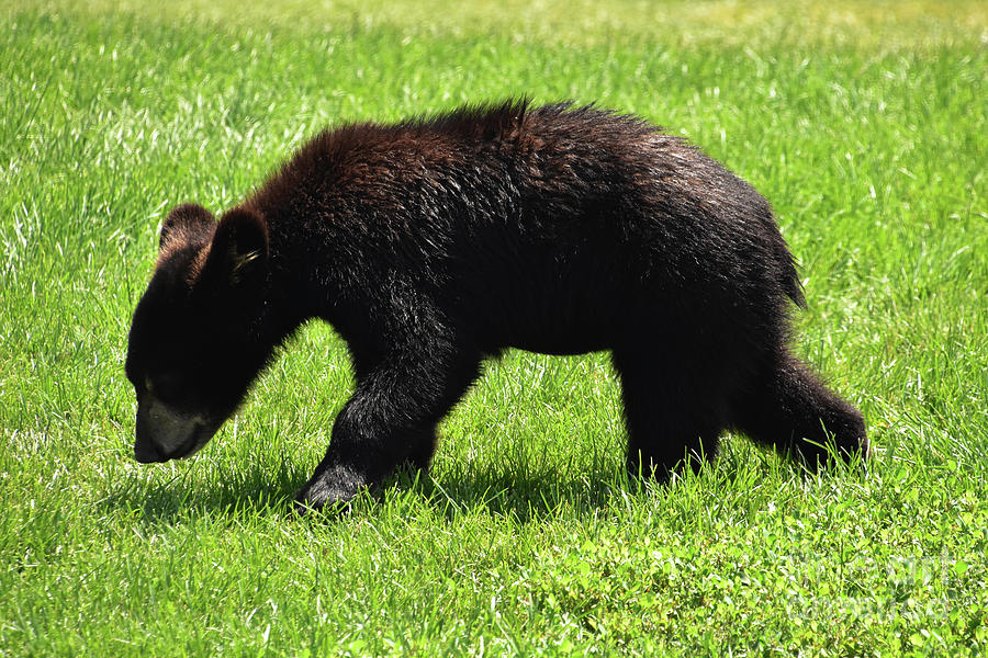 Wandering Black Bear Cub in Green Grass Photograph by DejaVu Designs ...