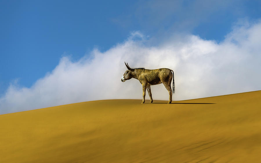 Wandering Donkey Photograph by Bob Orsillo