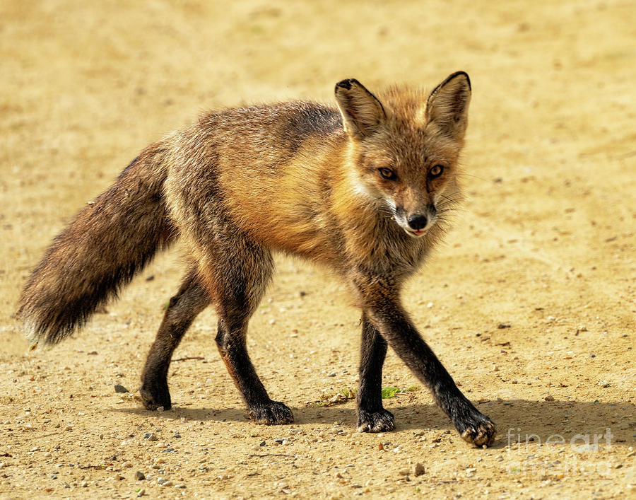 Wandering fox Photograph by Izet Kapetanovic