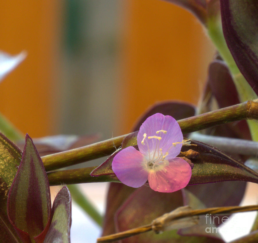 Wandering Jew Bloom Photograph By Mike Cicero