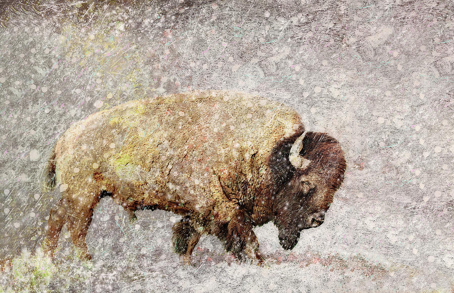 Wandering Lone Buffalo  Digital Art by Sandra Selle Rodriguez