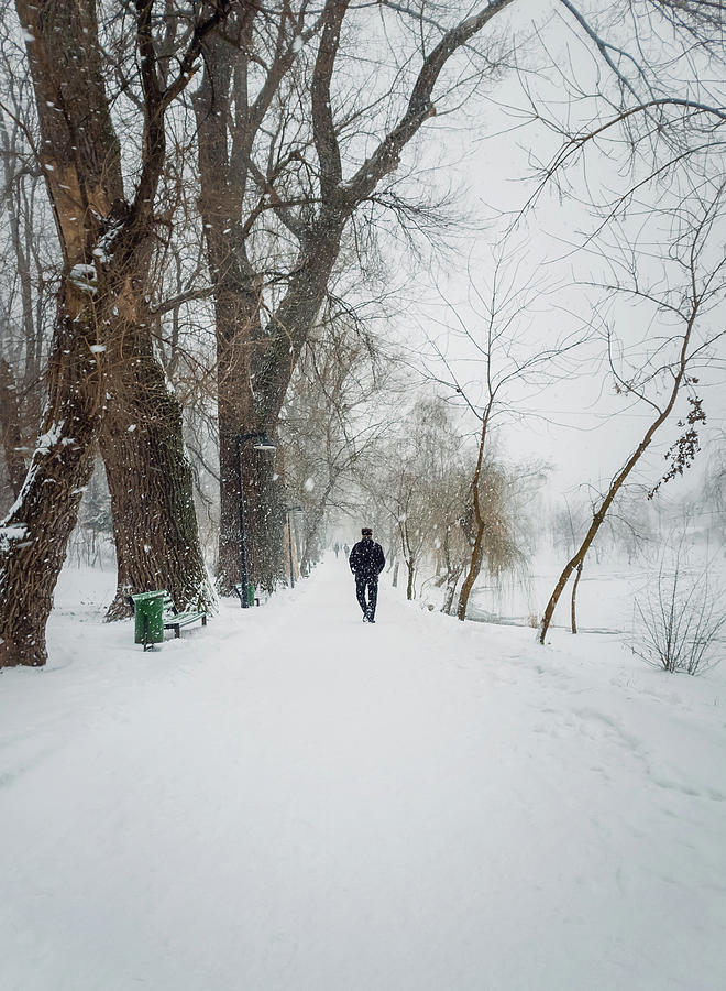 Wandering The Snowy Park Photograph