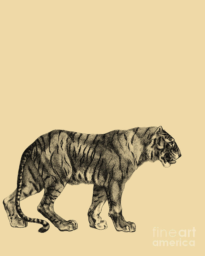 Wildlife Digital Art - Wandering Tiger In Black And Cream by Madame Memento