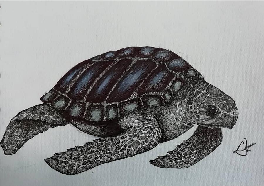 Wandering turtle Drawing by Ivy | Fine Art America