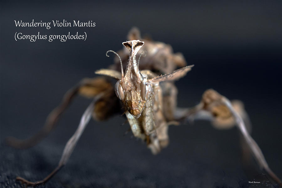 Wandering Violin Mantis 3 Photograph by Mark Berman