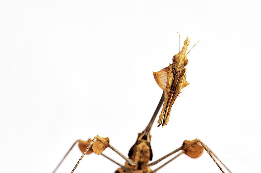 Wandering Violin Mantis Abstract Photograph by Tim Gainey