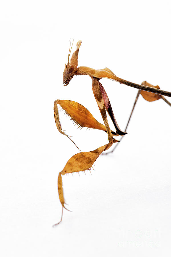 Wandering Violin Mantis Photograph by Tim Gainey
