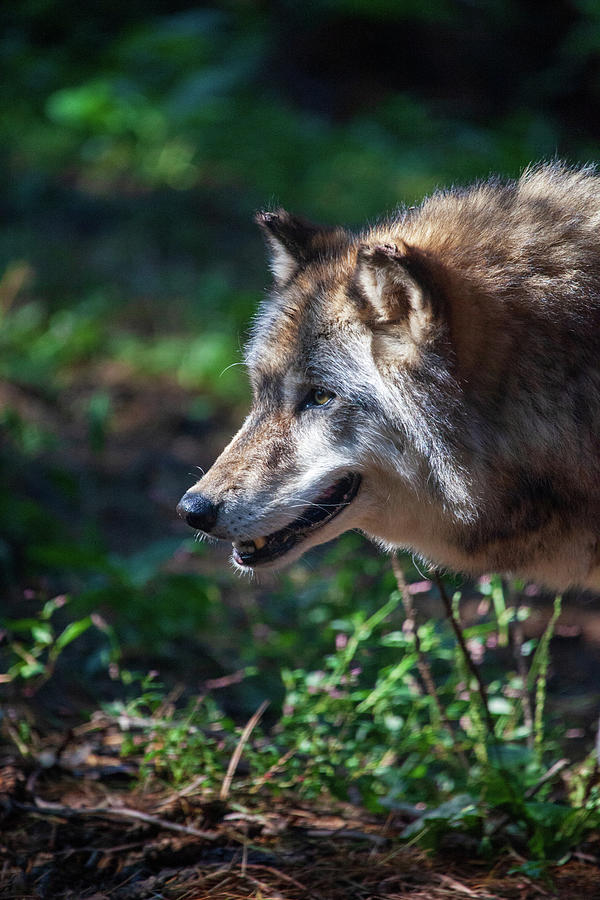 Wandering Wolf Photograph by Karol Livote