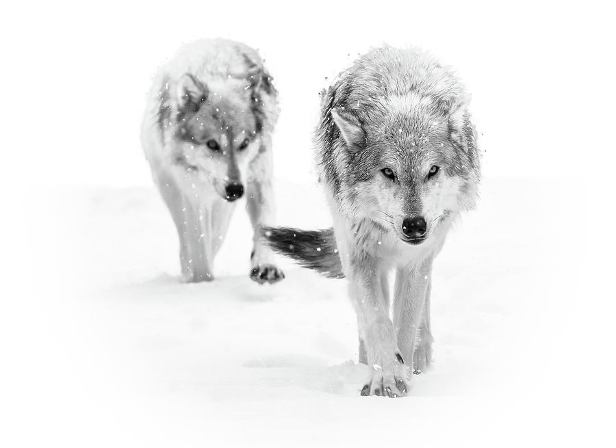 Wandering Wolves In Snow Blizzard Photograph