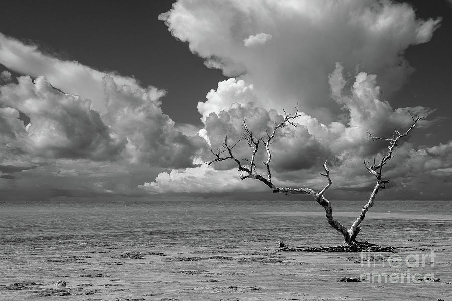 Wanderlust High Contrast Black and White Coastal Landscape Photo - Tree - Ocean -Tropical Digital Art by PIPA Fine Art - Simply Solid
