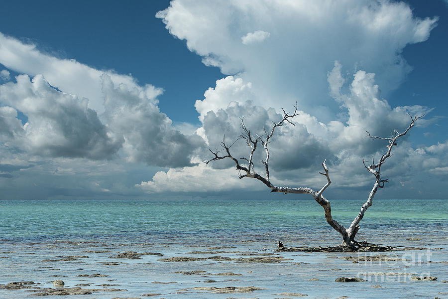 Wanderlust Traditional Color Coastal Landscape Photo - Tree - Ocean -Tropical Digital Art by PIPA Fine Art - Simply Solid