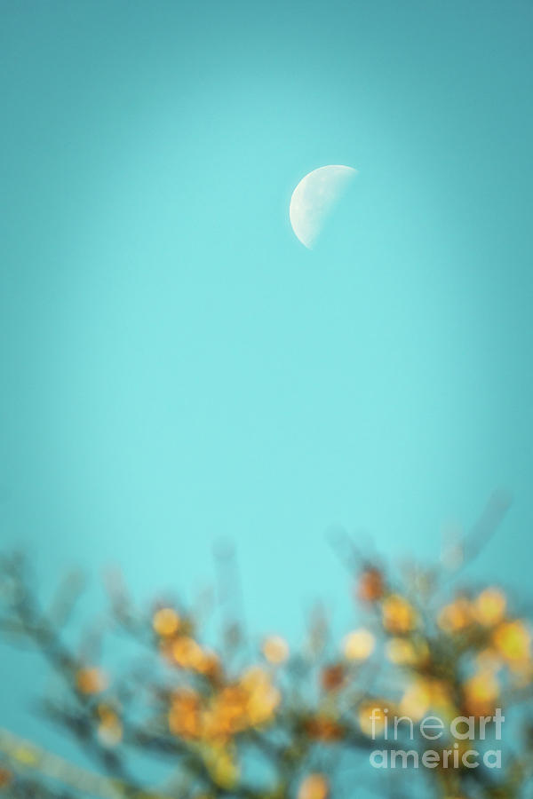 Waning Crescent Moon in Autumn Photograph by Charline Xia