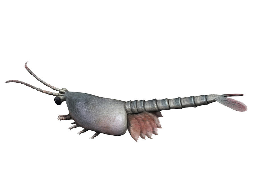 Waptia fieldensis is an extinct arthropod from the Cambrian of Canada. Drawing by Nobumichi Tamura/Stocktrek Images