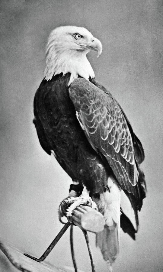 War Eagle Of Wisconsin - Old Abe - 1876 Photograph by War Is Hell Store