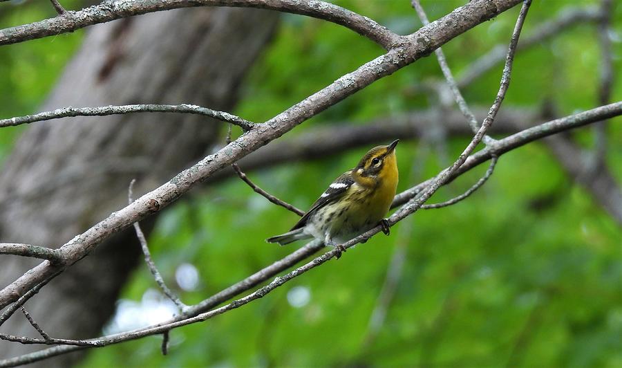 Warbler Photograph by Betty-Anne McDonald
