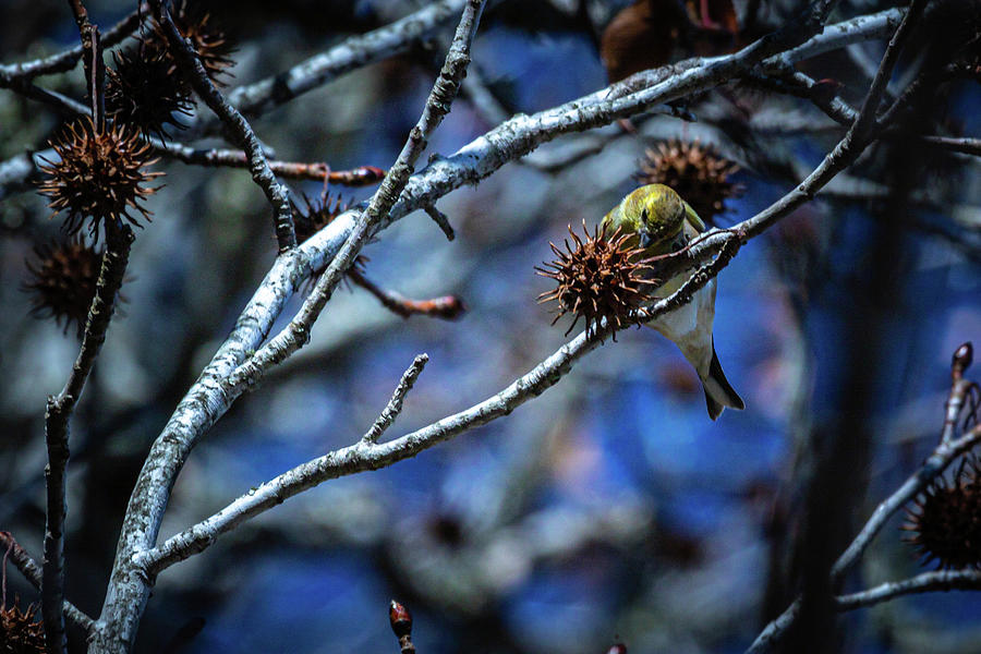 Yellow Warbler Photograph - Warbler Breakfast by Linda Unger