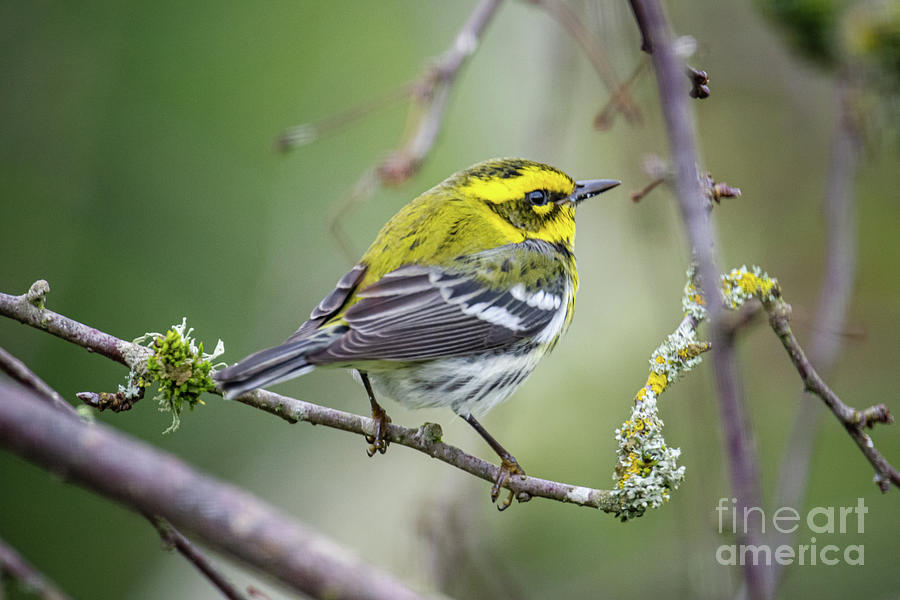 Warbler Photograph by Craig Leaper