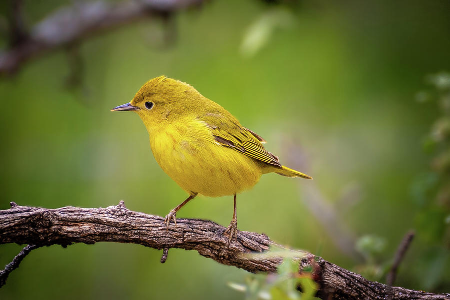 Warbler Photograph by Erin K Images