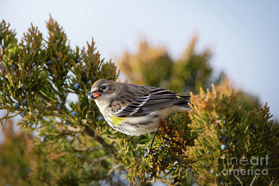 Yellow Rumped Warbler Photograph by Rehna George