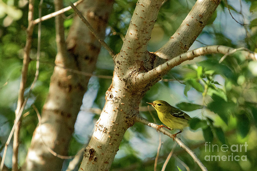 Warbler In The Leaves. Photograph