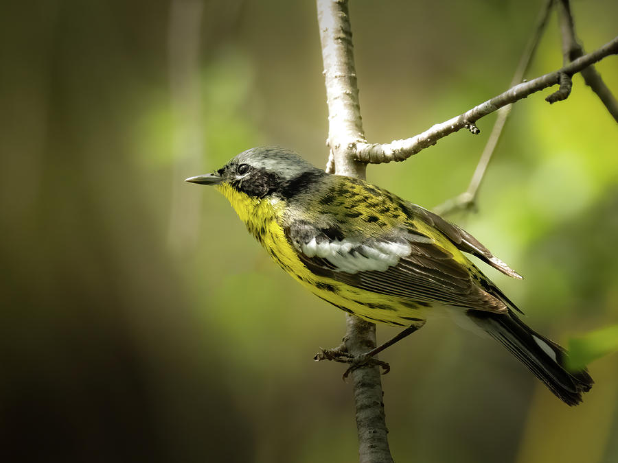 Wehr Nature Center Digital Art - Warbler in the Sunlight by Paulette Marzahl
