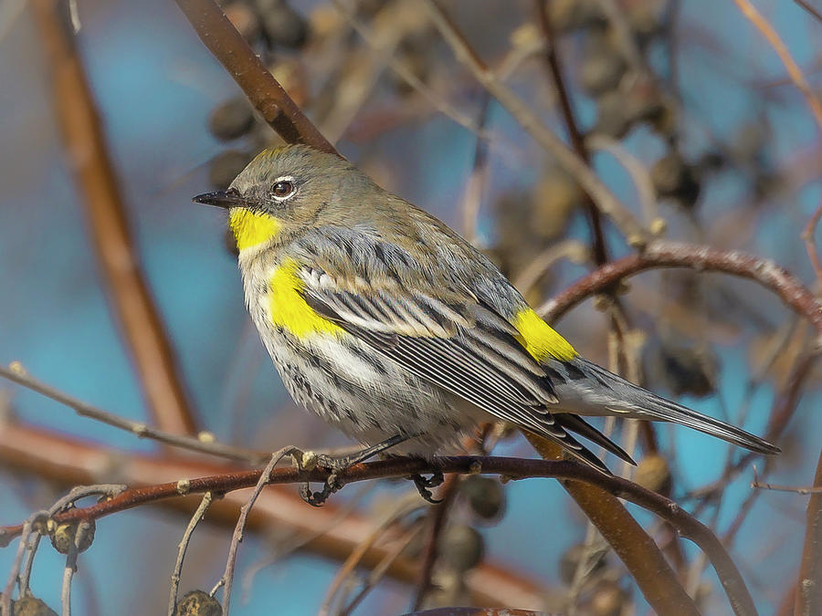 Warbler Photograph by Mark Mille