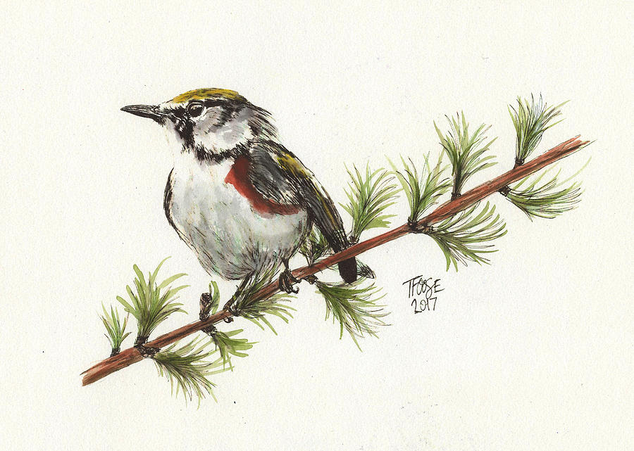 Warbler On A Pine In Watercolor Painting