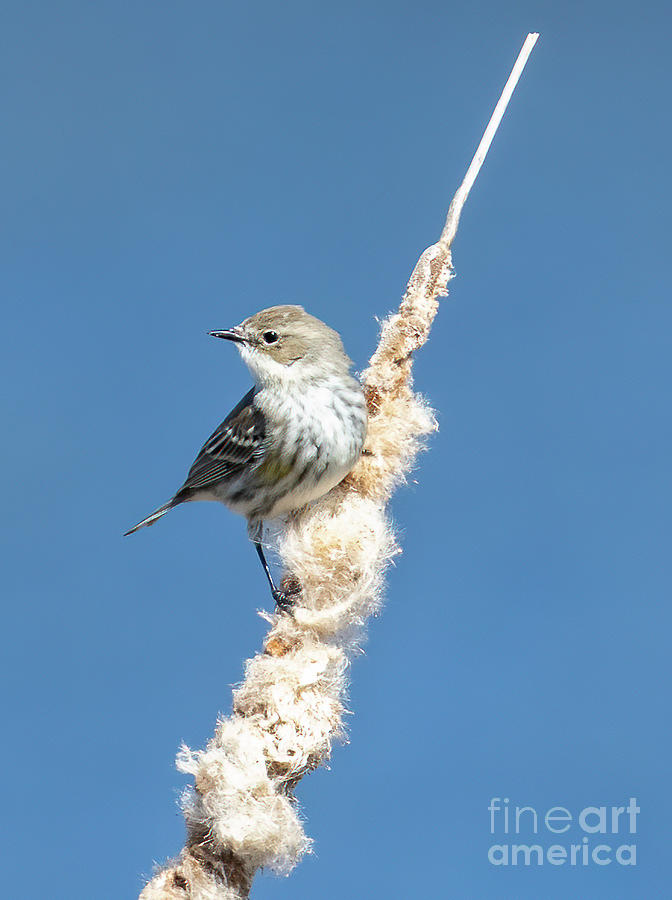 Warbler on Cattail Photograph by Michelle Tinger