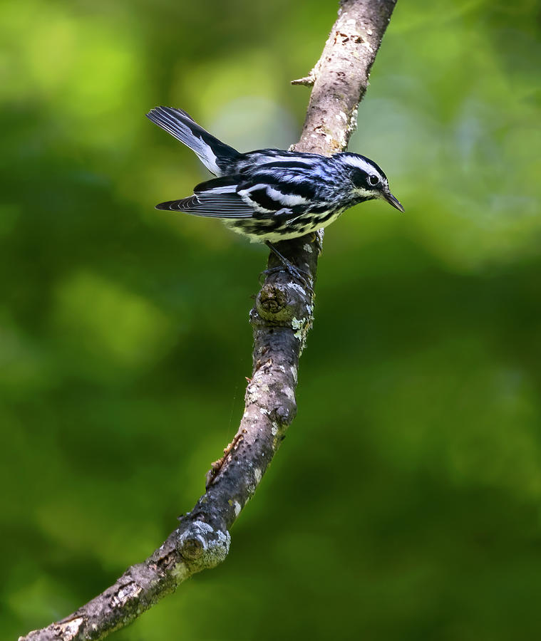 Warbler Perch Photograph by Art Cole