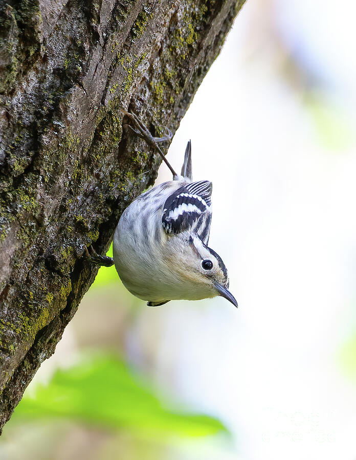 Warbler Photograph - Warbler Posing by Chris Scroggins