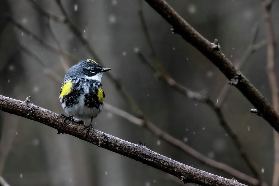 Warbler Rain Photograph by James Overesch - Fine Art America