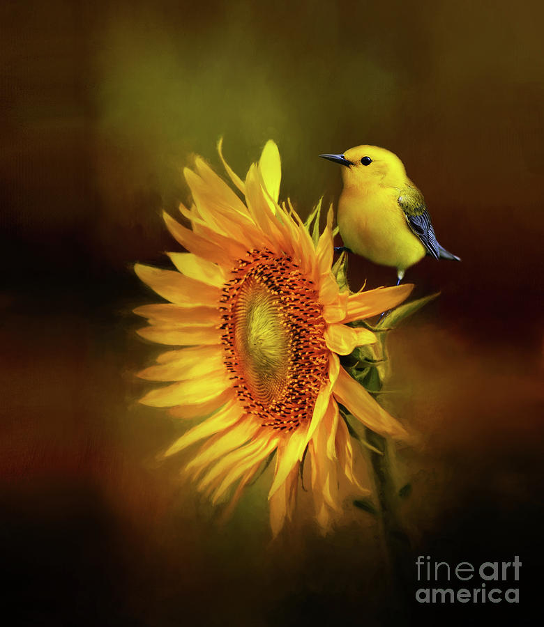 Warbler with Sunflower Mixed Media by Kathy Kelly
