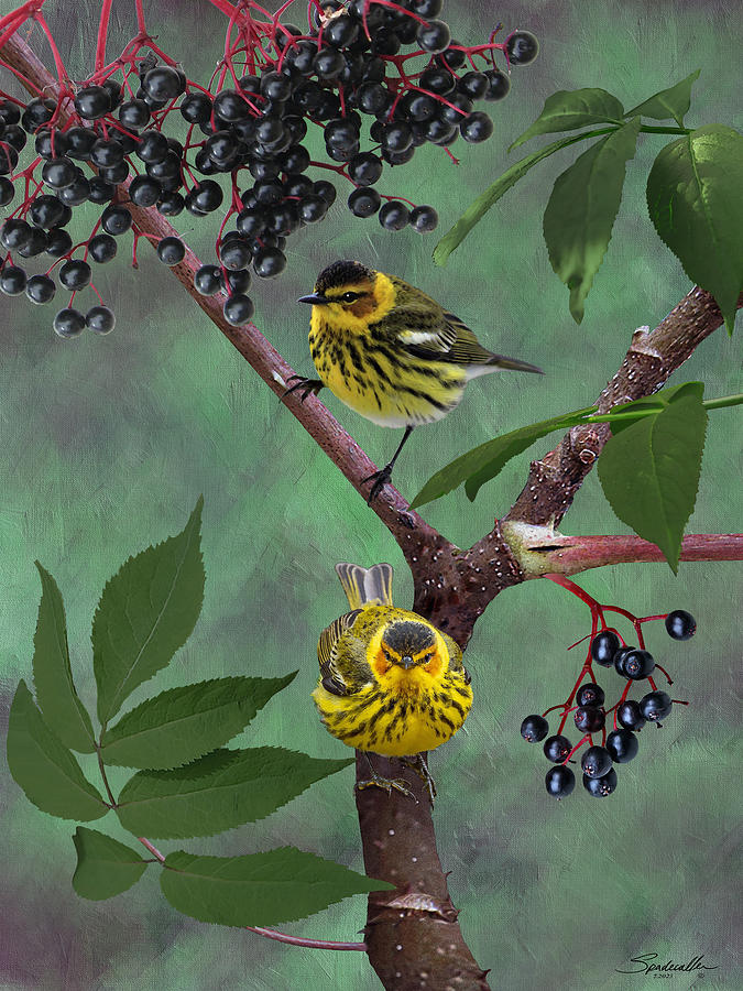 Warblers and Elderberry Digital Art by Spadecaller
