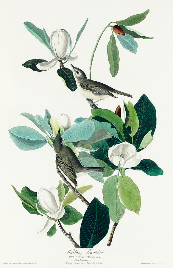 Warbling Flycatcher. John James Audubon Mixed Media by World Art Collective