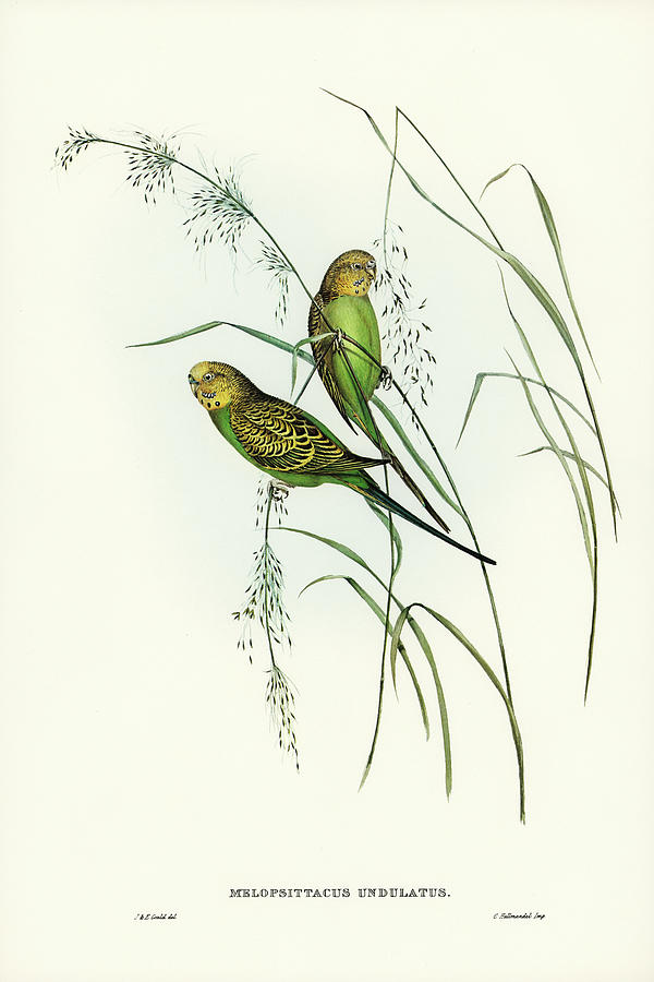 John Gould Drawing - Warbling Grass-Parakeet, Melopsittacus undulatus by John Gould